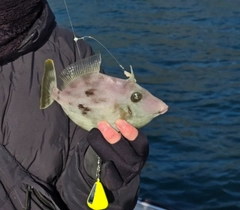 カワハギの釣果