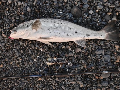 オオニベの釣果