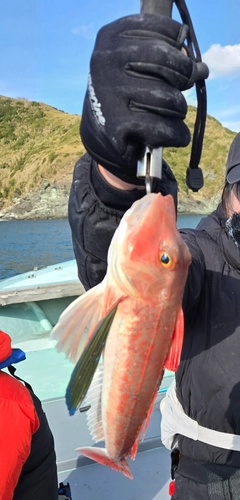 ホウボウの釣果