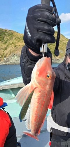 ホウボウの釣果