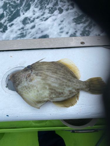 カワハギの釣果