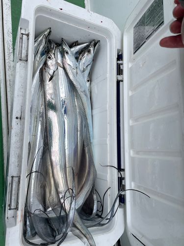 タチウオの釣果
