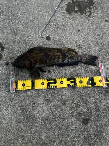 アイナメの釣果