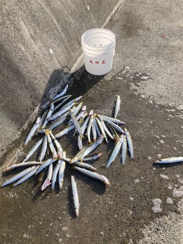 アカカマスの釣果