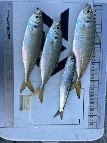 アジの釣果