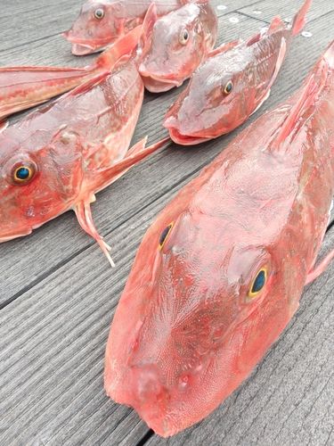 ホウボウの釣果