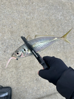 マアジの釣果