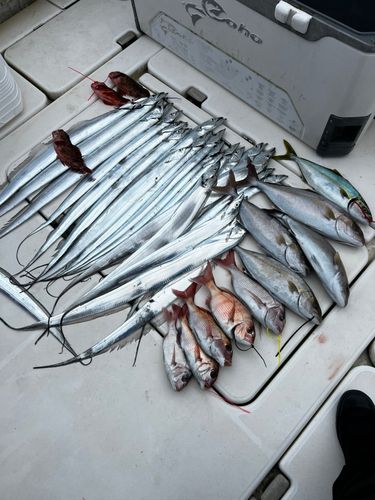 タチウオの釣果