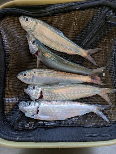 ママカリの釣果