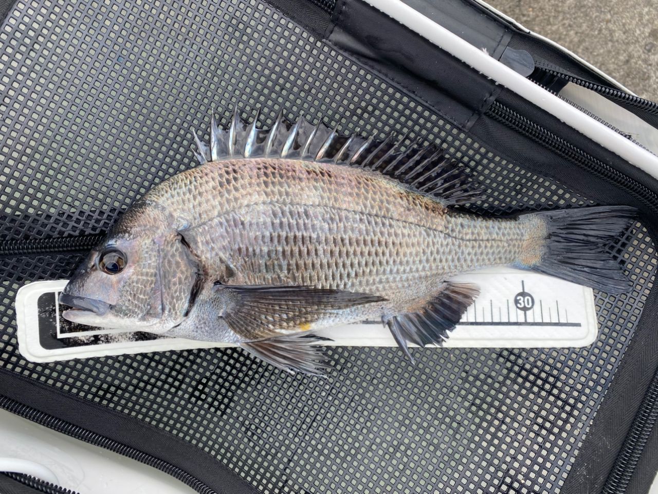 SHIMANO ライアーム 2020年モデルの最安値・インプレ・釣果 | 本音の