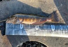 アイナメの釣果