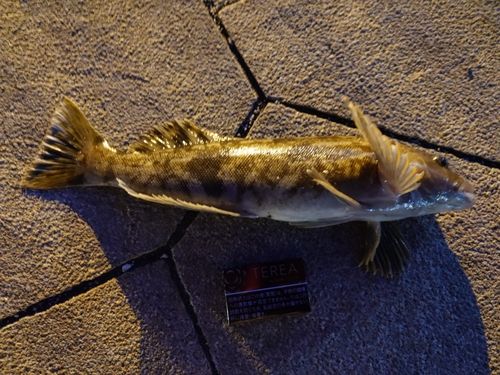 キラキラ公園（苫小牧西港）