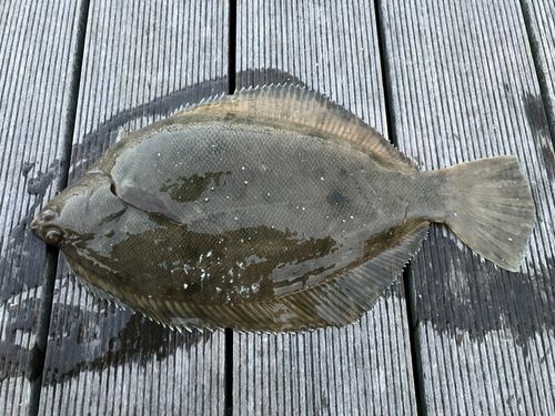 仙台港中央公園