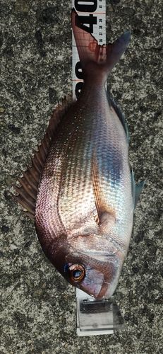 マダイの釣果