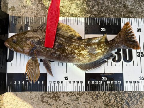 アイナメの釣果