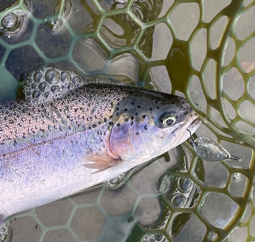 ニジマスの釣果