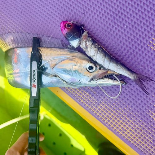 タチウオの釣果