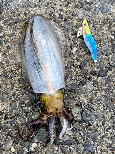 アオリイカの釣果
