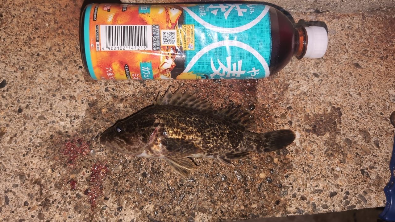 タケノコメバル