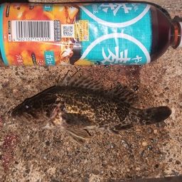 タケノコメバル