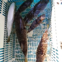 ショウサイフグ