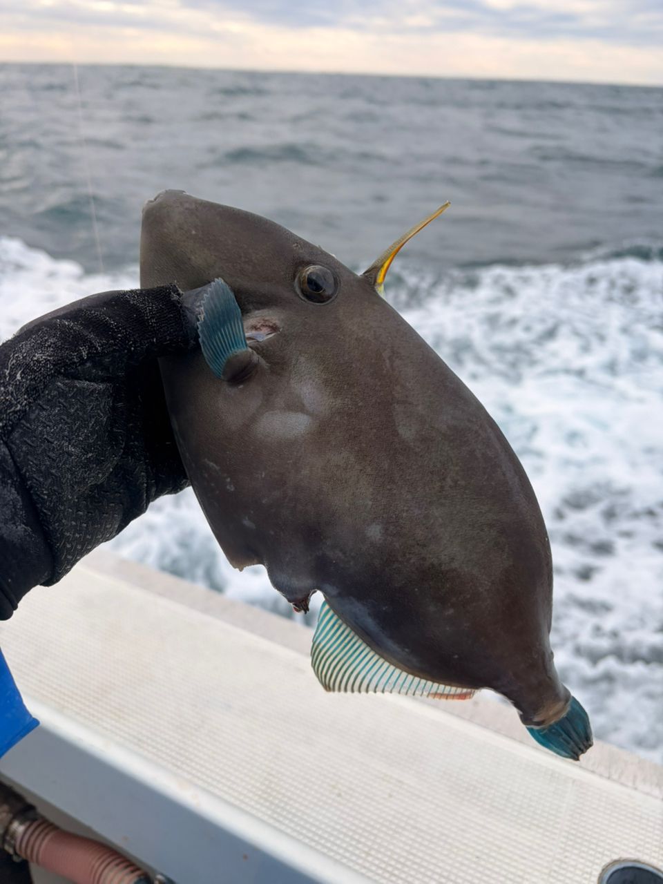 アキ130さんの釣果 2枚目の画像