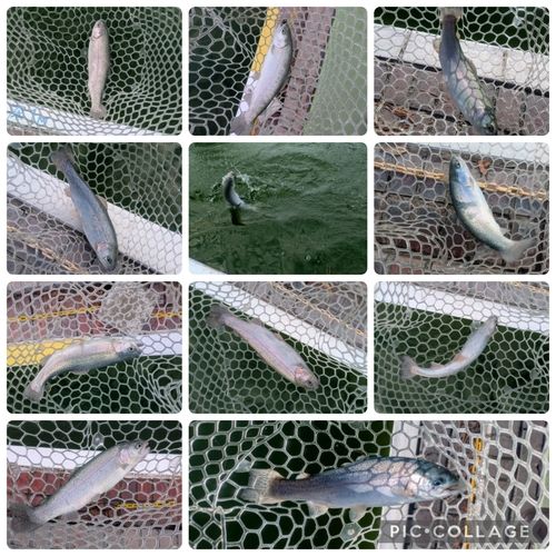 レインボートラウトの釣果