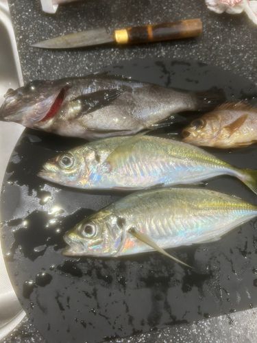 マアジの釣果