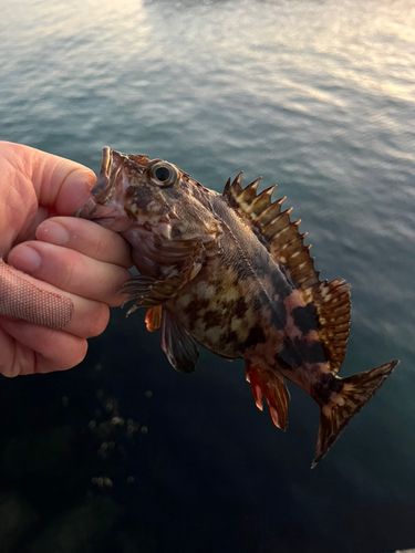 カサゴの釣果