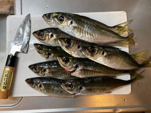 アジの釣果