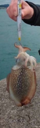 シリヤケイカの釣果