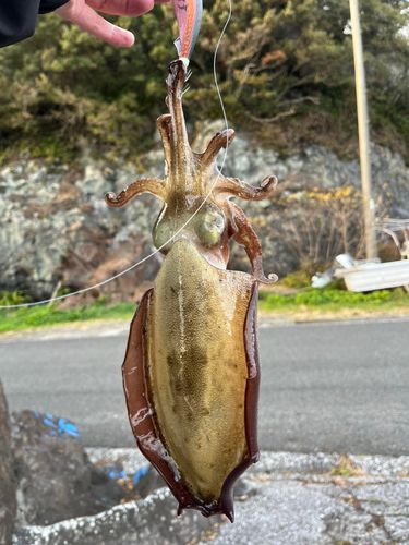 モンゴウイカの釣果