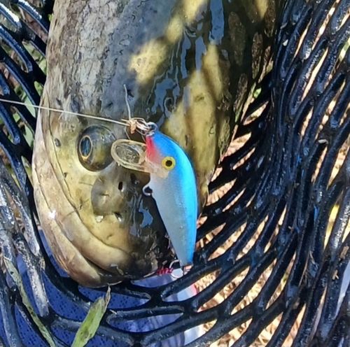 ライギョの釣果