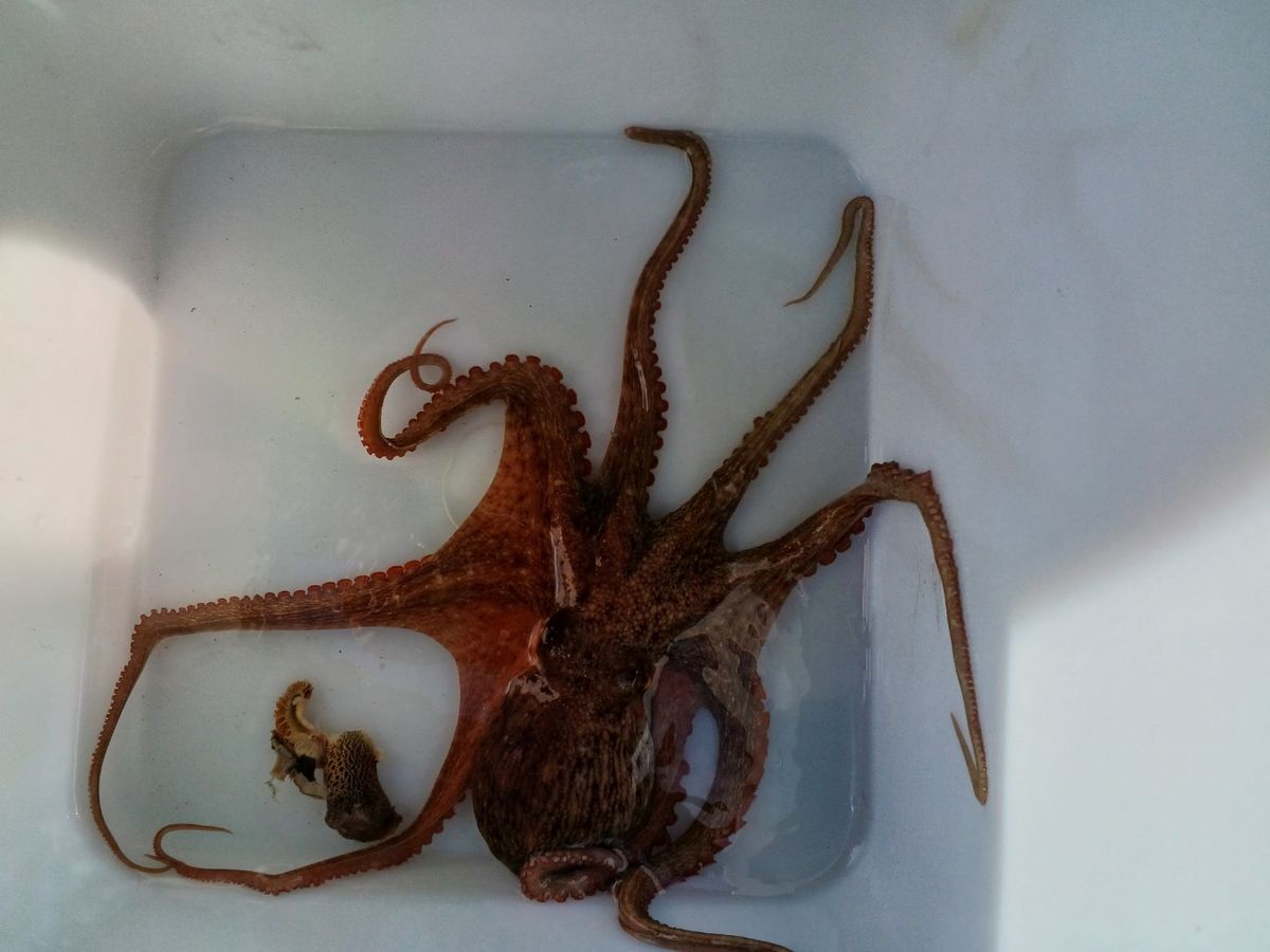 アングラ～たつさんの釣果 1枚目の画像