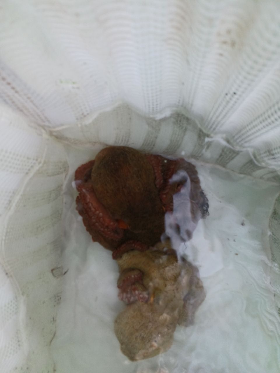 アングラ～たつさんの釣果 2枚目の画像