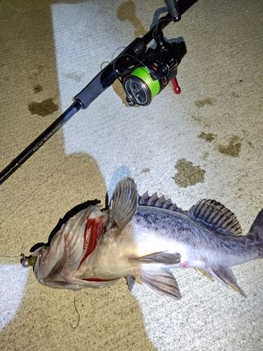 クロソイの釣果