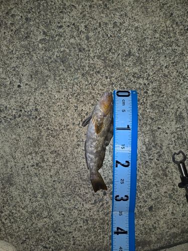 アイナメの釣果