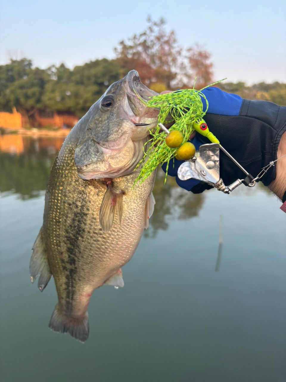 ラージマウスバス