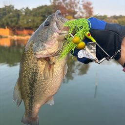 ラージマウスバス