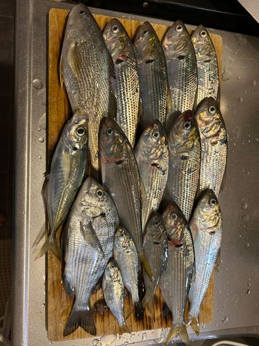 コノシロの釣果