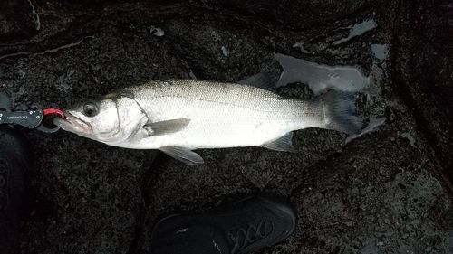 ヒラスズキの釣果