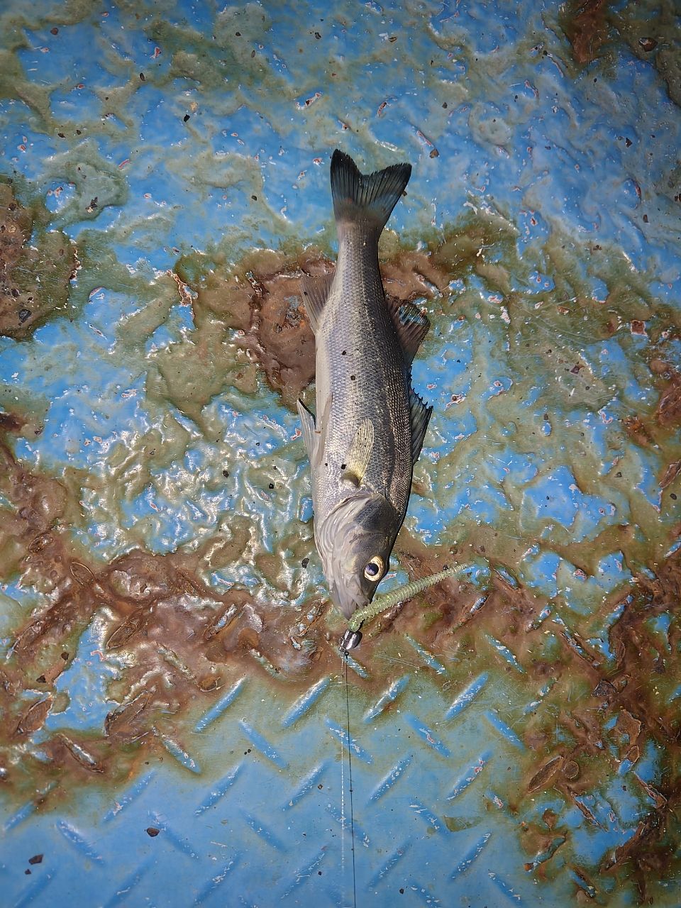 セイゴ（マルスズキ）