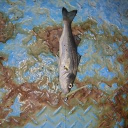 セイゴ（マルスズキ）