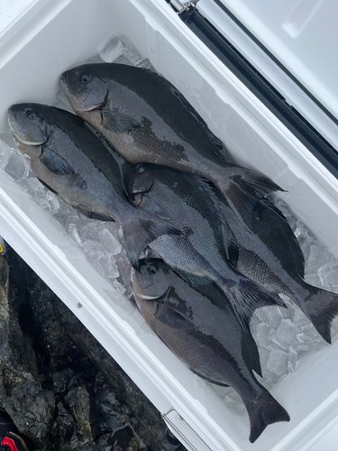 オナガグレの釣果