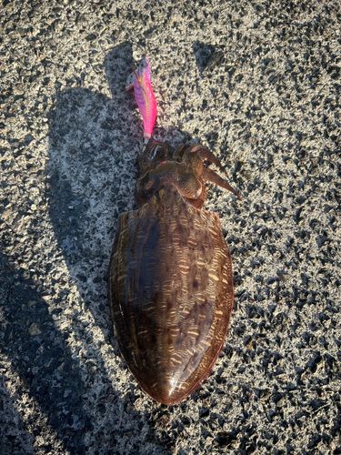 コウイカの釣果