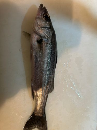 セイゴ（マルスズキ）の釣果