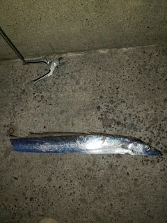 タチウオの釣果