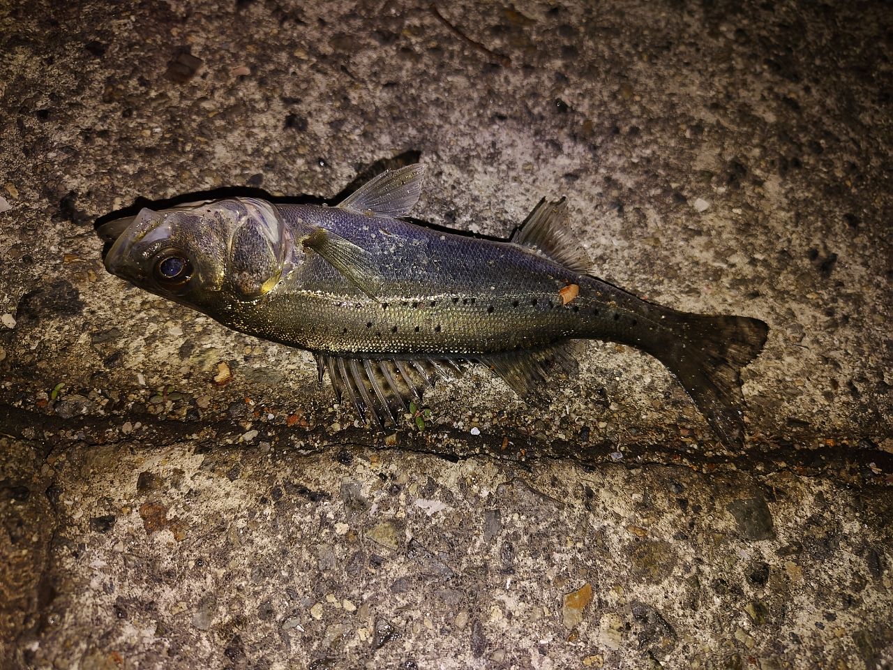 セイゴ（マルスズキ）