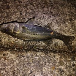 セイゴ（マルスズキ）