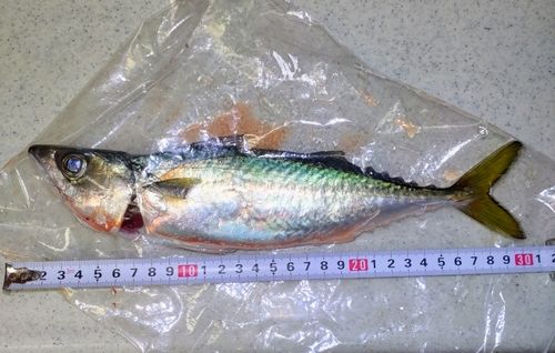 サバの釣果